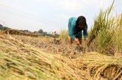 Kisi-Kisi Aturan Pemutihan Utang Petani dan Nelayan, dari Nominal hingga Jenis Nasabah