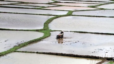 Kuota Pupuk Tambah 100%, Petani Teriak Belum Terima