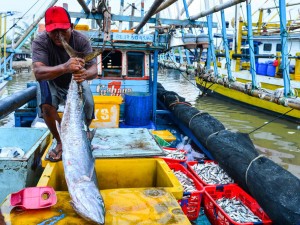 Nelayan mengangkut ikan hasil tangkapannya di Tempat Pelelangan Ikan (TPI) Karangantu, Serang, Banten