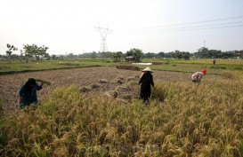 Produksi Padi di Kabupaten Cirebon Turun, Perubahan Iklim dan Irigasi Jadi Pemicu