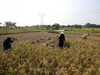 Produksi Padi di Kabupaten Cirebon Turun, Perubahan Iklim dan Irigasi Jadi Pemicu