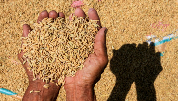 Harga Gabah Ditingkat Petani Mengalami Penurunan