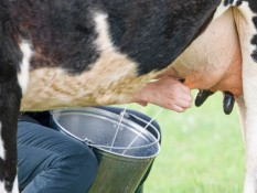 Anak Kegemukan Tetap Perlu Minum Susu, Jangan Salah Persepsi