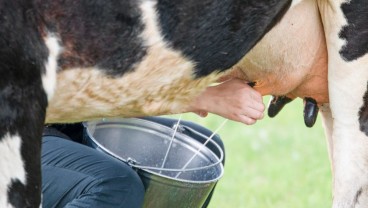 Anak Kegemukan Tetap Perlu Minum Susu, Jangan Salah Persepsi