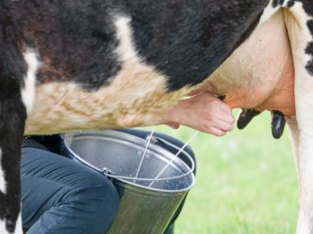 Anak Kegemukan Tetap Perlu Minum Susu, Jangan Salah Persepsi