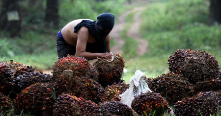 Pekerja menata kelapa sawit saat panen di kawasan Kemang, Kabupaten Bogor. Bisnis/Arief Hermawan P