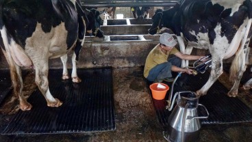 Heboh! Aksi Peternak Buang Susu Segar di Boyolali, Apa Penyebabnya?