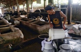 Viral Susu Sapi Segar Dibuang, DPR: Peternak Lokal Harus Jadi Prioritas!