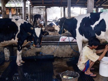 Peternak Lokal Menjerit Susu Tak Terserap Industri, Imbas Impor?