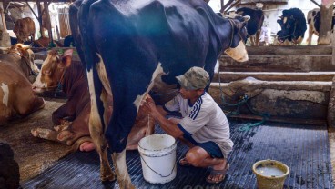 Pemerintah Godok Aturan yang Wajibkan Industri Serap Susu Lokal
