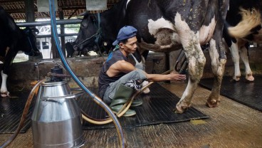 Industri Blak-blakan Penyebab Susu Peternak Lokal Tak Terserap