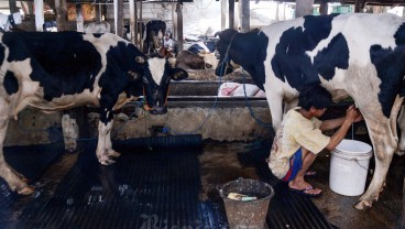 Terungkap! Biang Kerok Industri Ogah Serap Susu dari Peternak Lokal