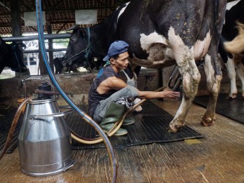 Pemerintah Ancam Cabut Izin Impor Perusahaan yang Tolak Serap Susu Lokal