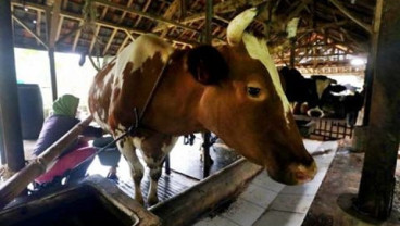 Jalan Keluar Demi Peternak Sapi Perah Tak Menjerit Lagi