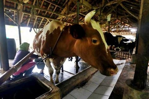 Jalan Keluar Demi Peternak Sapi Perah Tak Menjerit Lagi