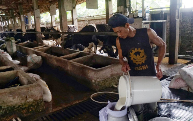 Mimpi Swasembada Pangan, Impor Susu Melaju Peternak Teriak