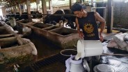 Susu Sapi Produksi Jateng Bakal Terserap Industri