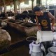 Susu Sapi Produksi Jateng Bakal Terserap Industri