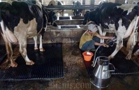 Pakar: Anggaran Jumbo Susu Makan Bergizi Gratis Jadi Angin Segar Industri Susu