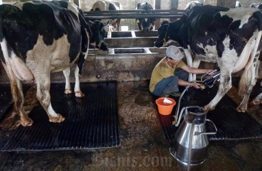 Pakar: Anggaran Jumbo Susu Makan Bergizi Gratis Jadi Angin Segar Industri Susu