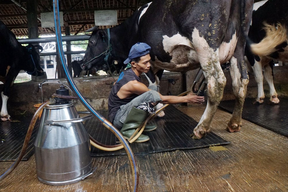 A Panacea for Boyolali Dairy Farmers’ Struggles