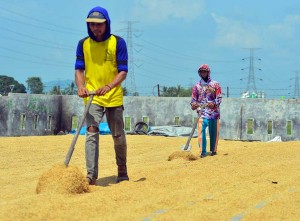 BPS Mencatat Harga Gabah Pada Oktober 2024 Alami Penurunan