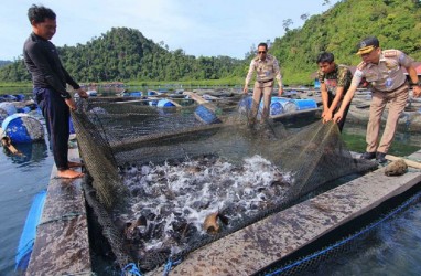 Dorong Kuantitas Ekspor, Sumbar Kembangkan Budi Daya Ikan Gariang