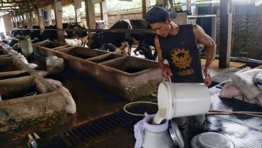 Impor Susu RI Bebas Bea Masuk Sehingga Murah, Ini Kata Anak Buah Sri Mulyani