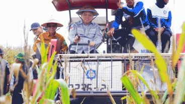 Pj. Bupati Muba Panen Raya Jagung di Kecamatan Lalan