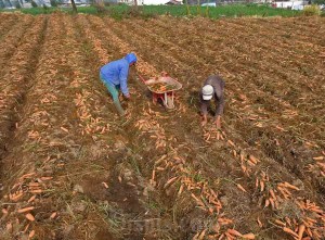 Harga Wortel Turun di Tingkat Petani