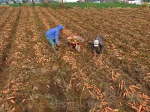 Kementerian Pertanian dan pengusaha akan membeli wortel dari petani di Kabupaten Temanggung, Wonosobo dan Banjarnegara untuk mendongkrak harga jual