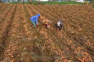 Harga Wortel Turun di Tingkat Petani