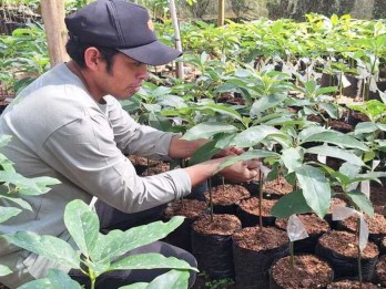 Desa Tonasa di Gowa Dijadikan Pusat Penangkaran Bibit Alpukat Sulsel