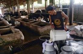 Heboh Industri Susu Keluhkan Kualitas dari Peternak, Bagaimana Solusinya?