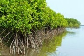 Begini Kondisi Ekosistem Mangrove di Jakarta, Solusi Atasi Banjir Usungan Pramono-Rano