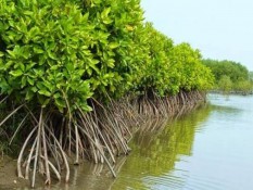 Begini Kondisi Ekosistem Mangrove di Jakarta, Solusi Atasi Banjir Usungan Pramono-Rano