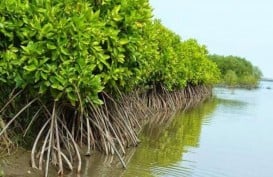 Begini Kondisi Ekosistem Mangrove di Jakarta, Solusi Atasi Banjir Usungan Pramono-Rano