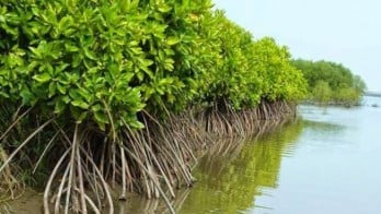 Begini Kondisi Ekosistem Mangrove di Jakarta, Solusi Atasi Banjir Usungan Pramono-Rano