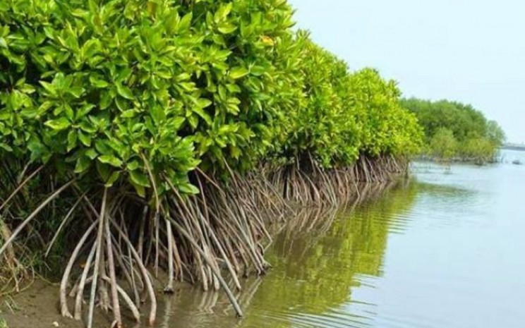 Begini Kondisi Ekosistem Mangrove di Jakarta, Solusi Atasi Banjir Usungan Pramono-Rano. Ilustrasi mangrove  -  dlh.bulelengkab.go.id