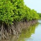 Begini Kondisi Ekosistem Mangrove di Jakarta, Solusi Atasi Banjir Usungan Pramono-Rano