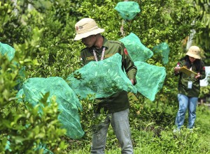 Pengendalian Hama Lalat Pada Tanaman Jeruk