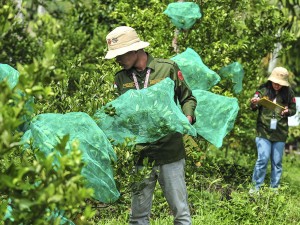 Mahasiswa Fakultas Pertanian Universitas Jambi membantu petani mengurangi dampak kerusakan buah akibat serangan hama lalat