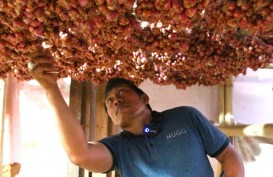 Perjalanan Bawang Merah dari Lahan hingga Meja Makan