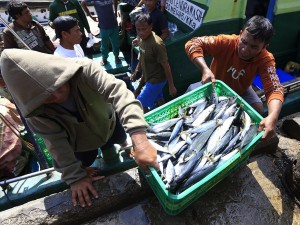 Pemerintah terus menggencarkan hilirisasi enam komoditas yakni udang, tuna, tongkol, cakalang, rajungan dan tilapia sebagai salah satu program prioritas