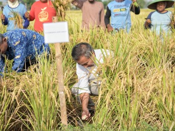 Bey Optimistis Jabar Capai Target Produksi 11 Juta Gabah Kering Giling