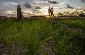 Sawah Tadah Hujan di Sumbar Mencapai 47.788 Ha