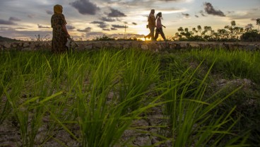 Sawah Tadah Hujan di Sumbar Mencapai 47.788 Ha