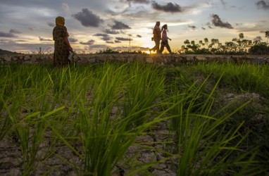 Sawah Tadah Hujan di Sumbar Mencapai 47.788 Ha