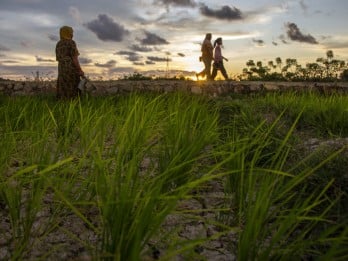 Sawah Tadah Hujan di Sumbar Mencapai 47.788 Ha