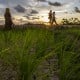 Sawah Tadah Hujan di Sumbar Mencapai 47.788 Ha